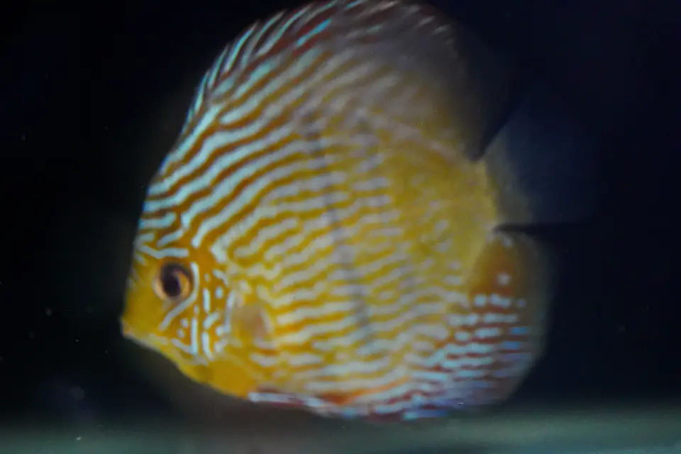 Golden Royal 3