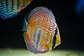 Golden Royal Ica - Thumbnail 2