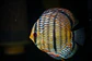 Golden Royal Ica - Thumbnail 2