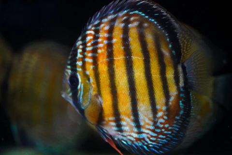 Iripixi Semi Royal