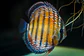 Iripixi Semi Royal - Thumbnail 2