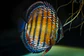 Iripixi Semi Royal - Thumbnail 6