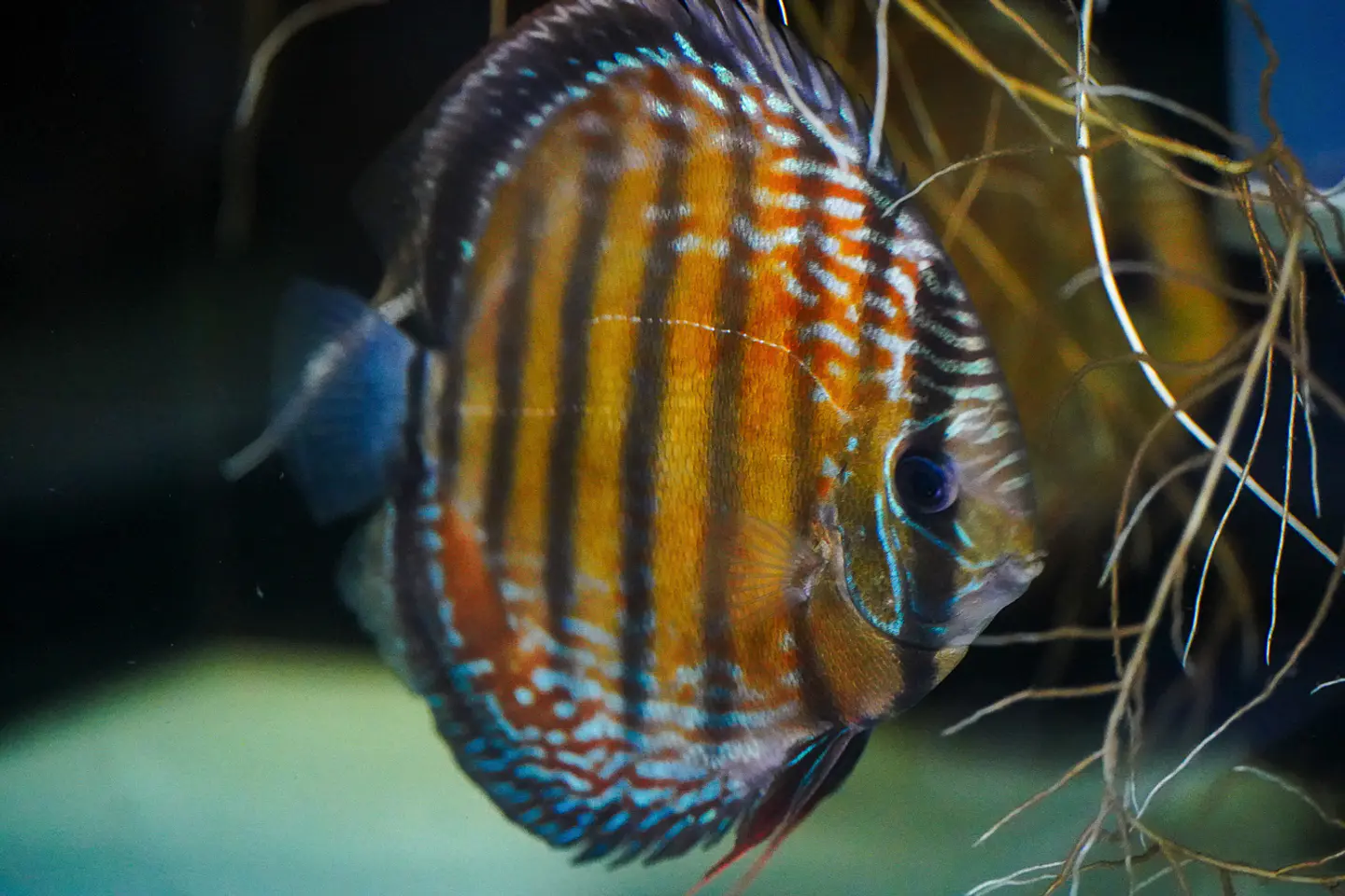 Iripixi Semi Royal 9