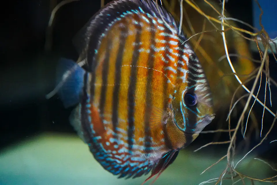 Iripixi Semi Royal 9