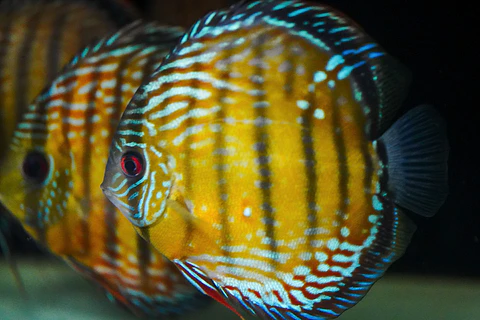 Iripixi Semi Royal
