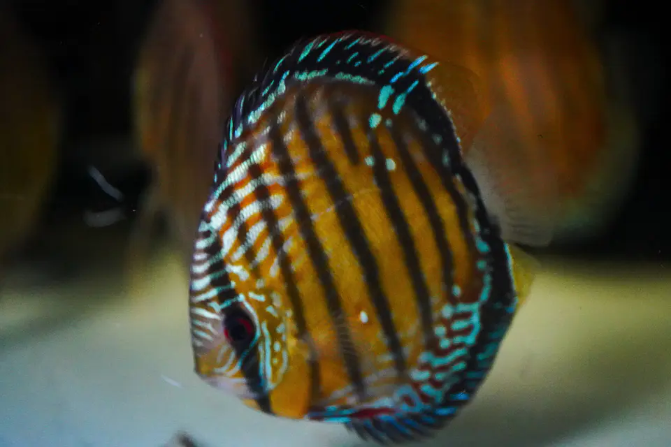Iripixi Semi Royal 3