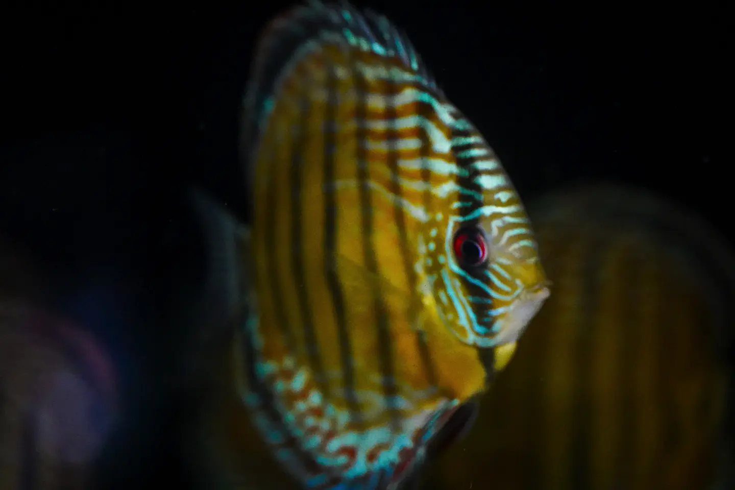 Iripixi Semi Royal 6