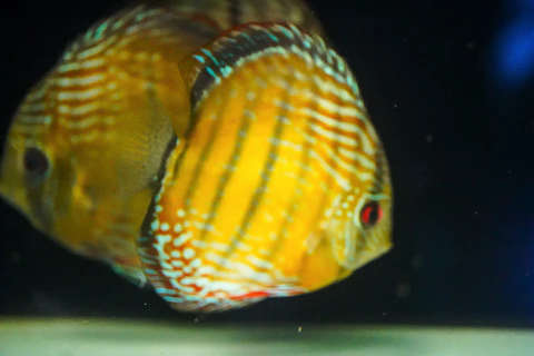 Iripixi Semi Royal