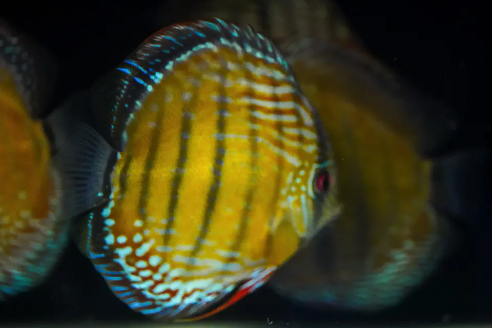 Iripixi Semi Royal 8