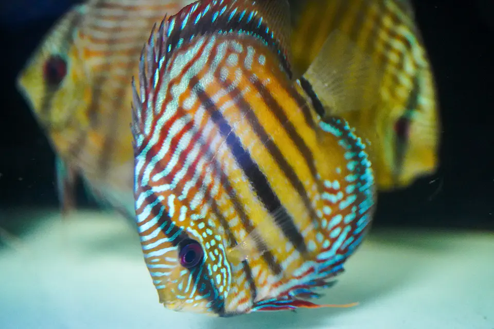 Golden Royal Ica 3