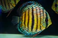 Golden Royal Ica - Thumbnail 6