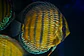 Golden Royal  - Thumbnail 2