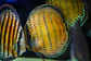 Golden Royal  - Thumbnail 3