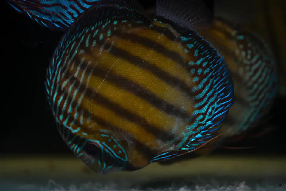 Batata Giant Semi Royal  1