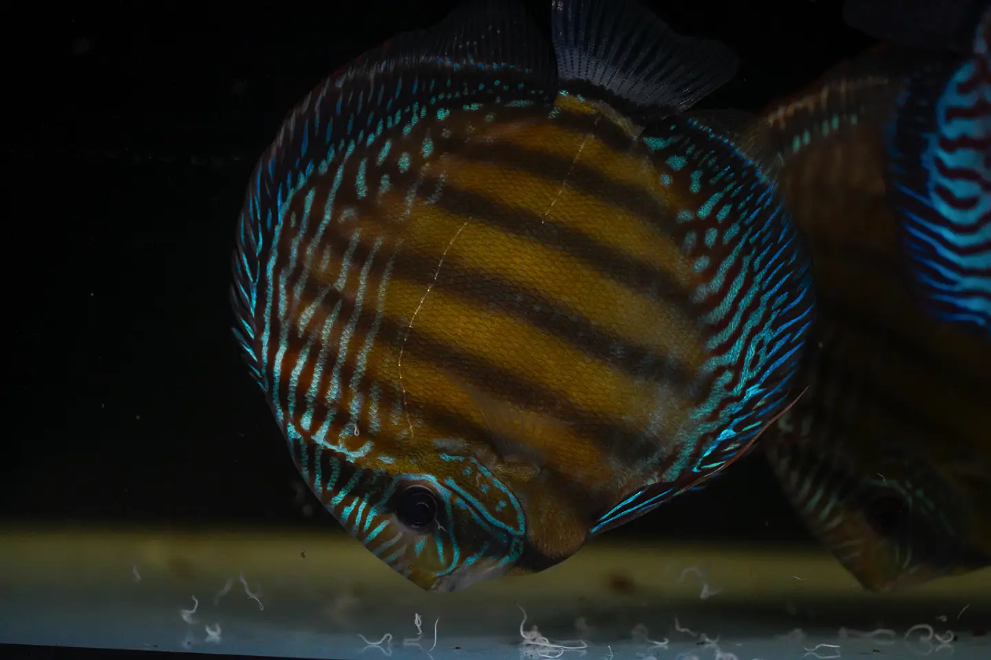Batata Giant Semi Royal  6
