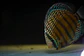 Batata Giant Semi Royal  - Thumbnail 5