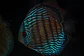 Batata Royal, - Thumbnail 1