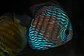 Batata Royal, - Thumbnail 4