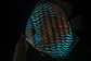 Batata Royal, - Thumbnail 5