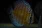 Batata Giant Semi Royal - Thumbnail 1