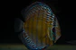 Batata Giant Semi Royal - Thumbnail 5