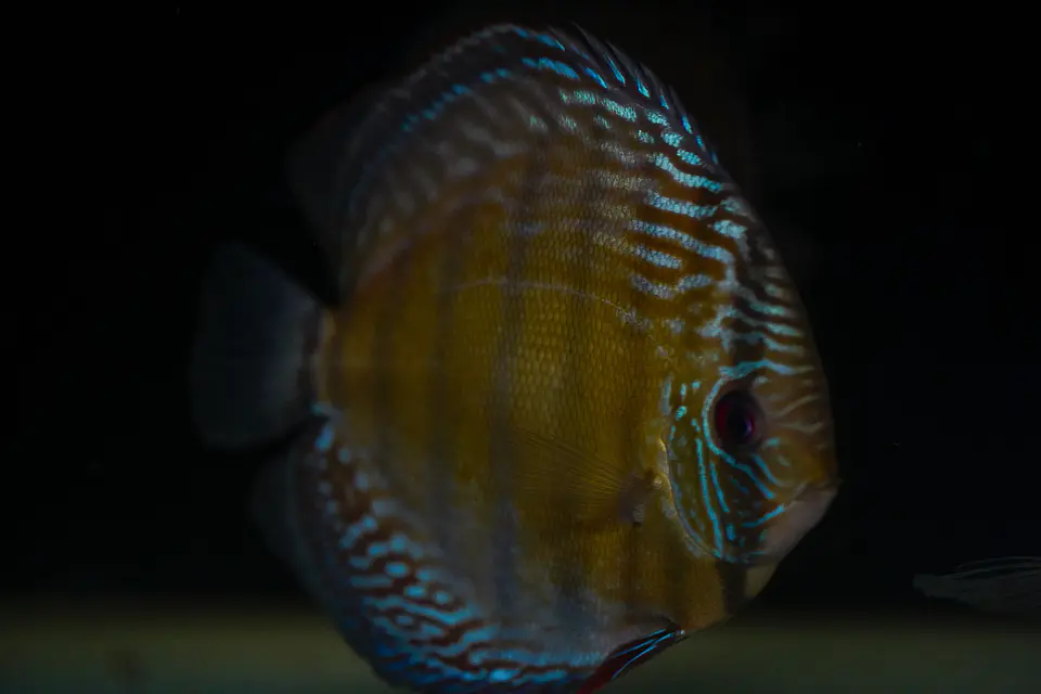 Batata Giant Semi Royal 5