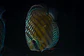 Batata Giant Semi Royal - Thumbnail 6