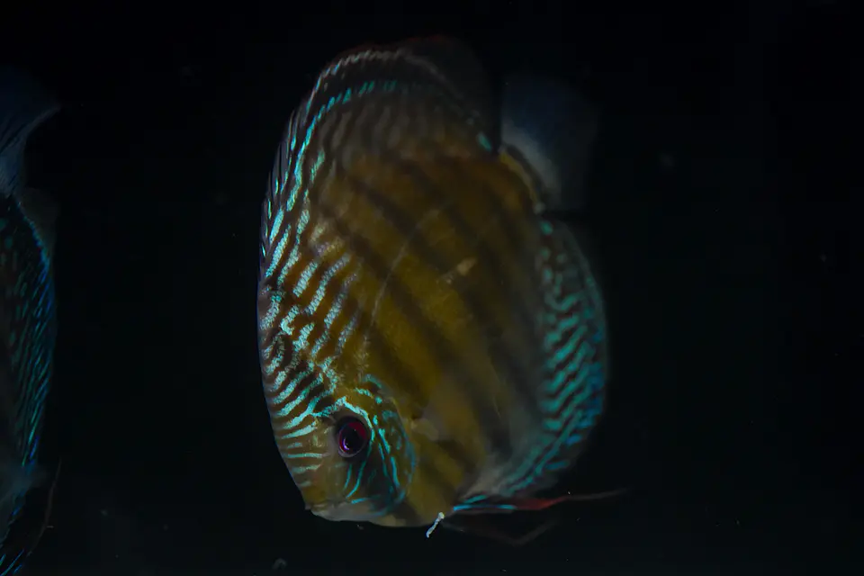 Batata Giant Semi Royal 6