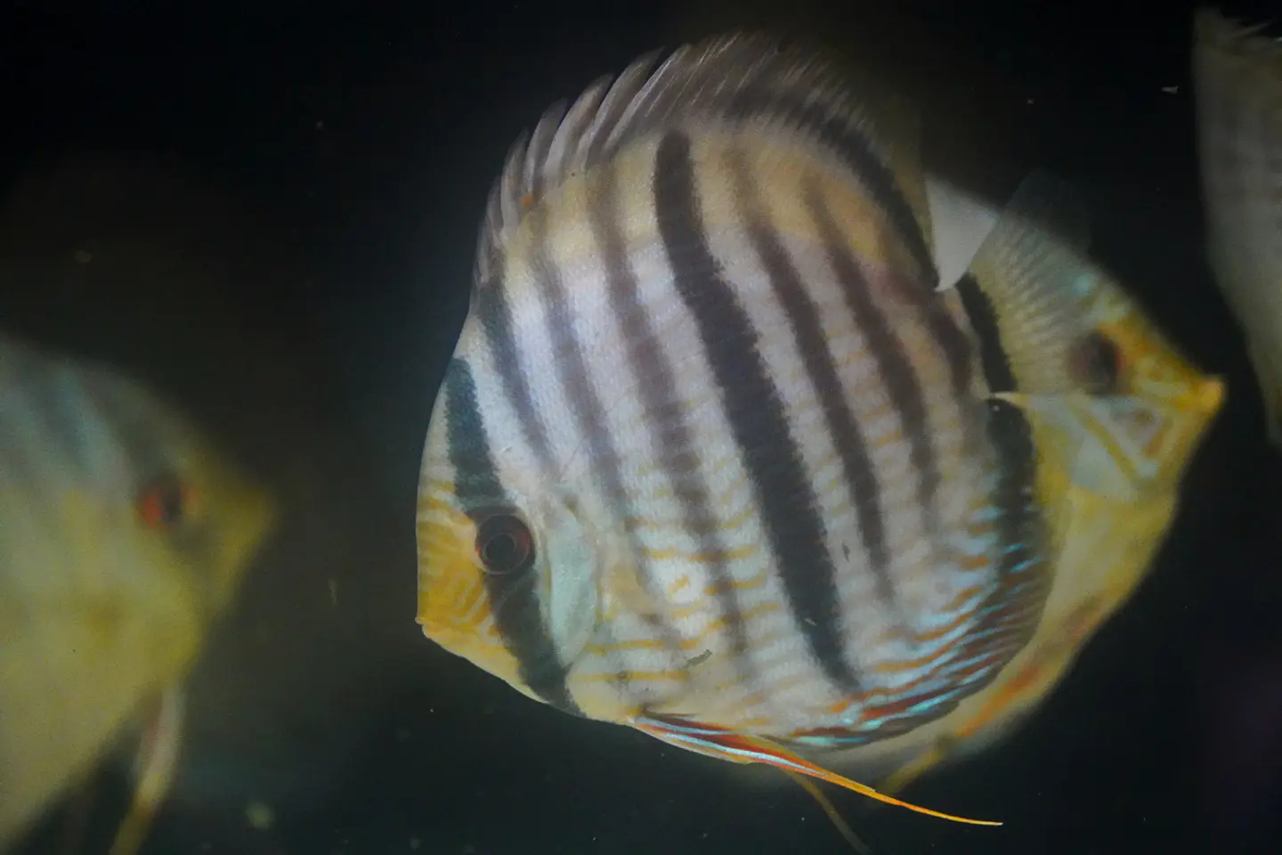 Heckel Blue face Nhamundá 1
