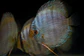 Heckel Blue face Nhamundá - Thumbnail 2