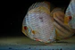 Heckel Blue Nhamundá - Thumbnail 1