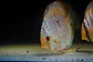 Heckel Blue Nhamundá - Thumbnail 2