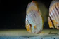 Heckel Blue Nhamundá - Thumbnail 4