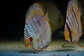 Heckel Blue Nhamundá - Thumbnail 5