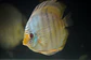Heckel Blue FaceNhamundá - Thumbnail 1
