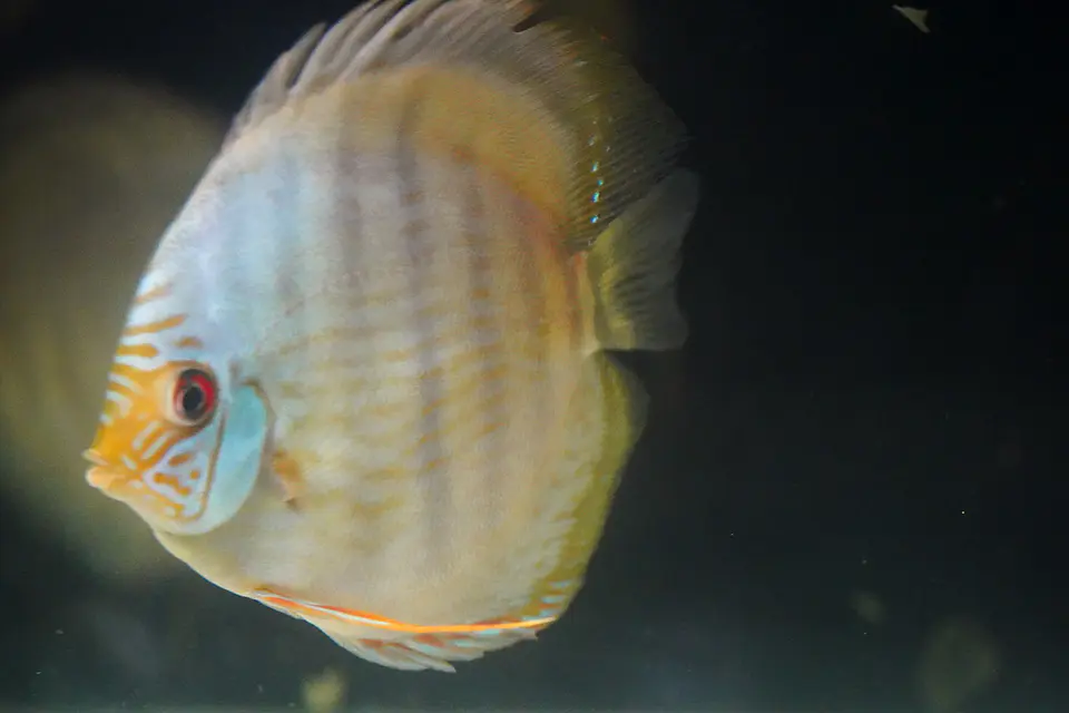 Heckel Blue FaceNhamundá 2