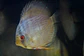 Heckel Blue face Nhamundá - Thumbnail 2