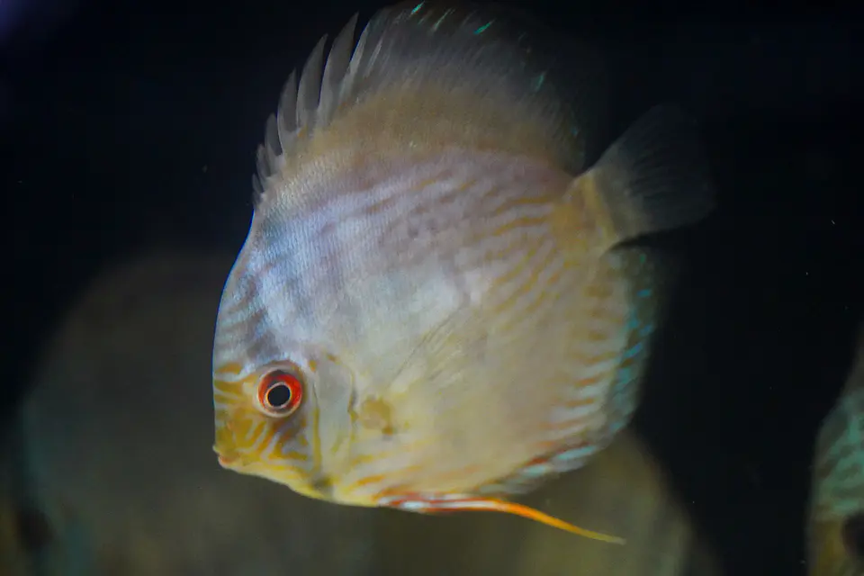 Heckel Blue face Nhamundá 1