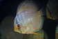 Heckel Blue face Nhamundá - Thumbnail 3