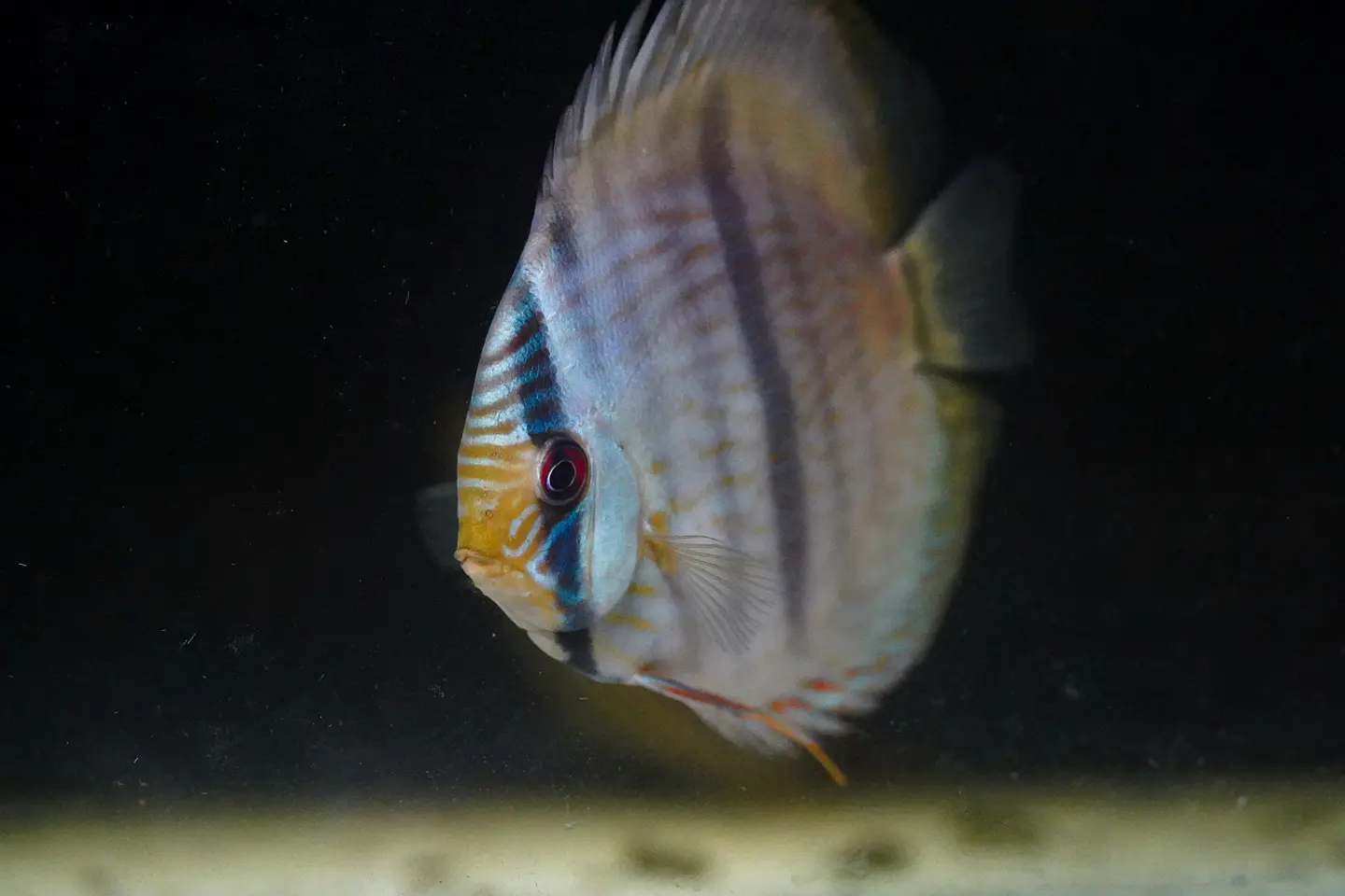 Heckel Blue Nhamundá 3
