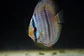 Heckel Blue Nhamundá - Thumbnail 3