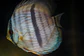 Heckel Blue Nhamundá - Thumbnail 2