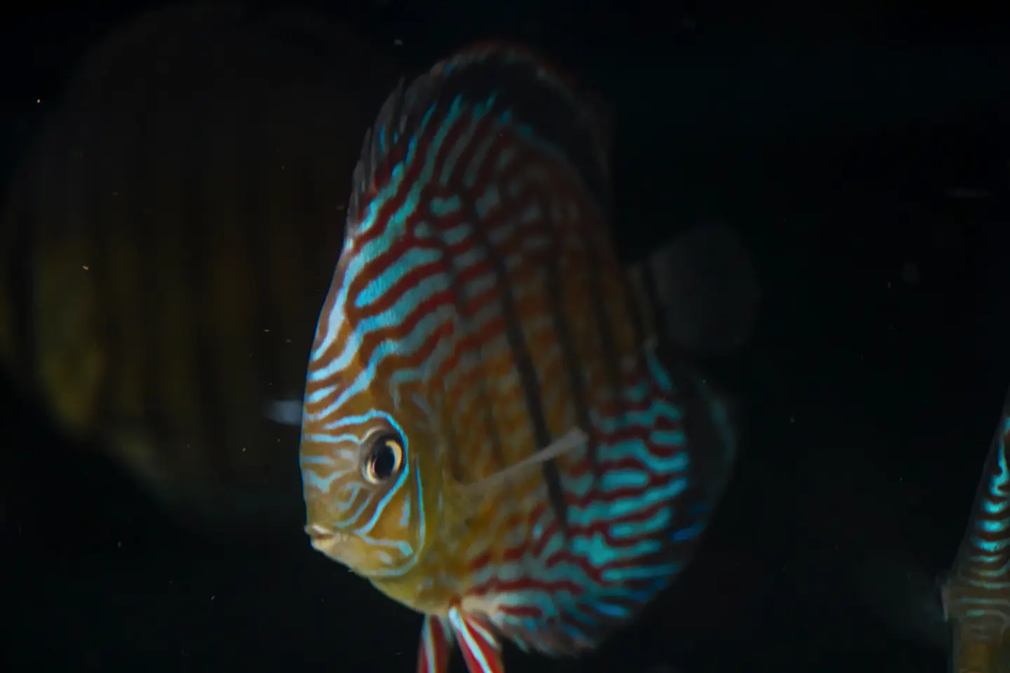 Inanú Royal 2