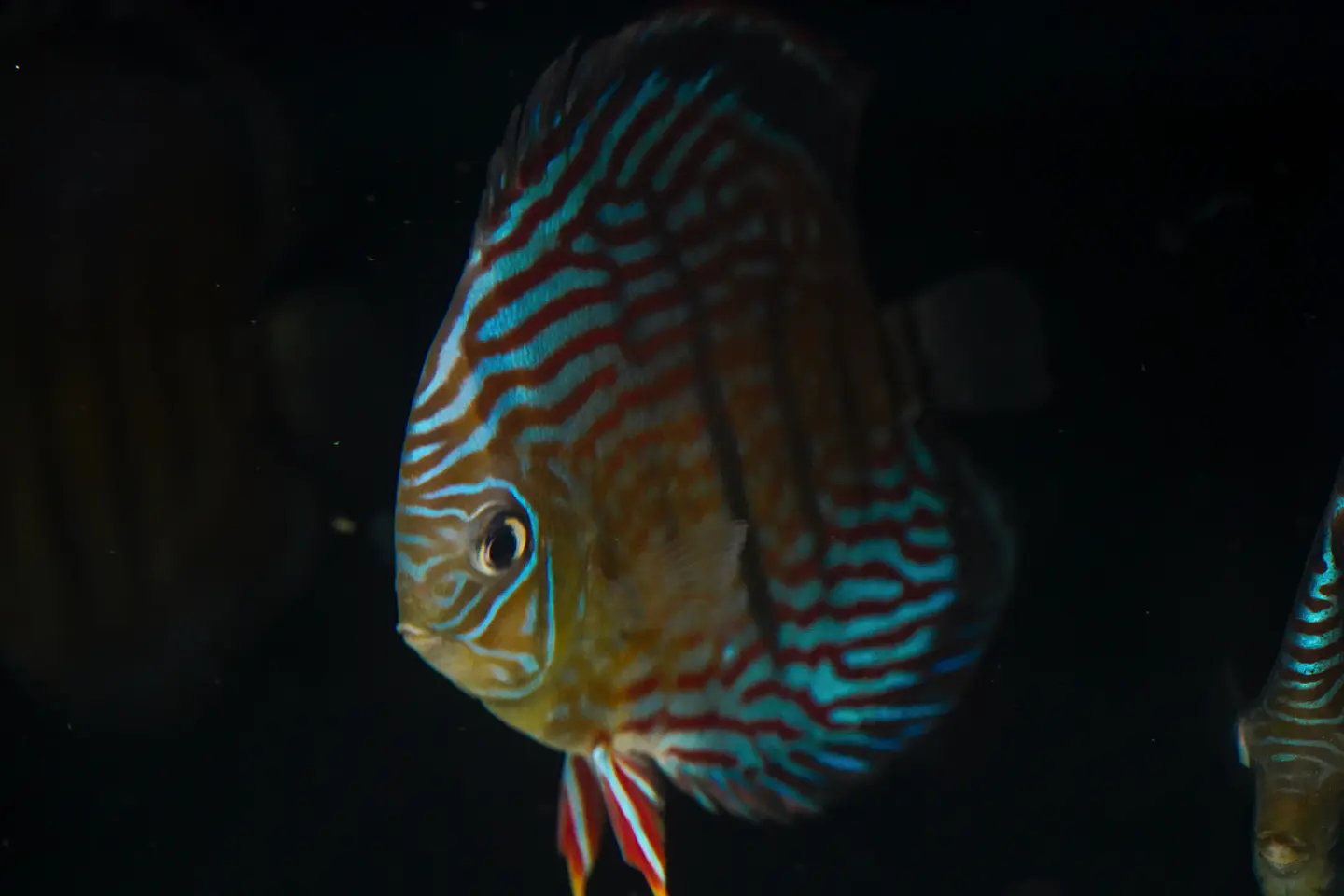 Inanú Royal 4
