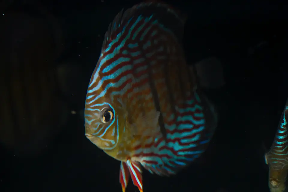 Inanú Royal 4