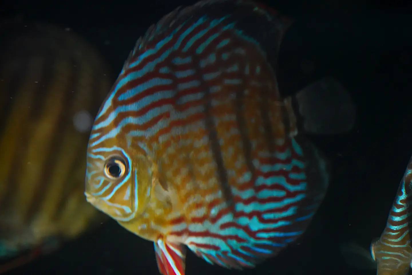 Inanú Royal 1