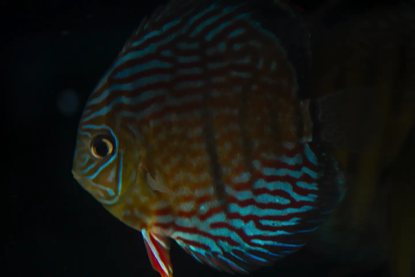 Inanú Royal 3