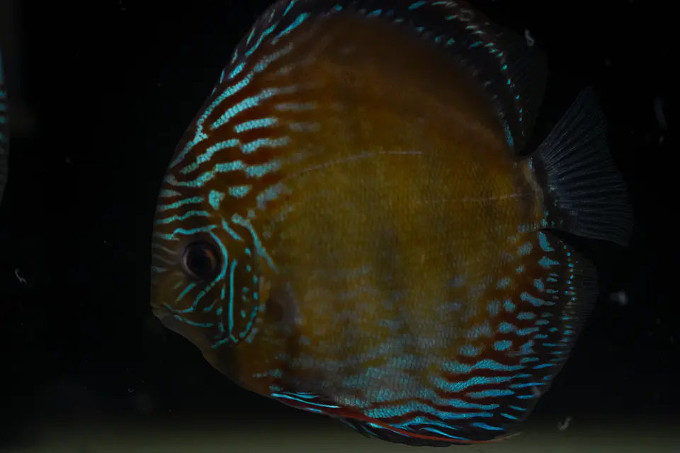 Iripixi Semi Royal 3