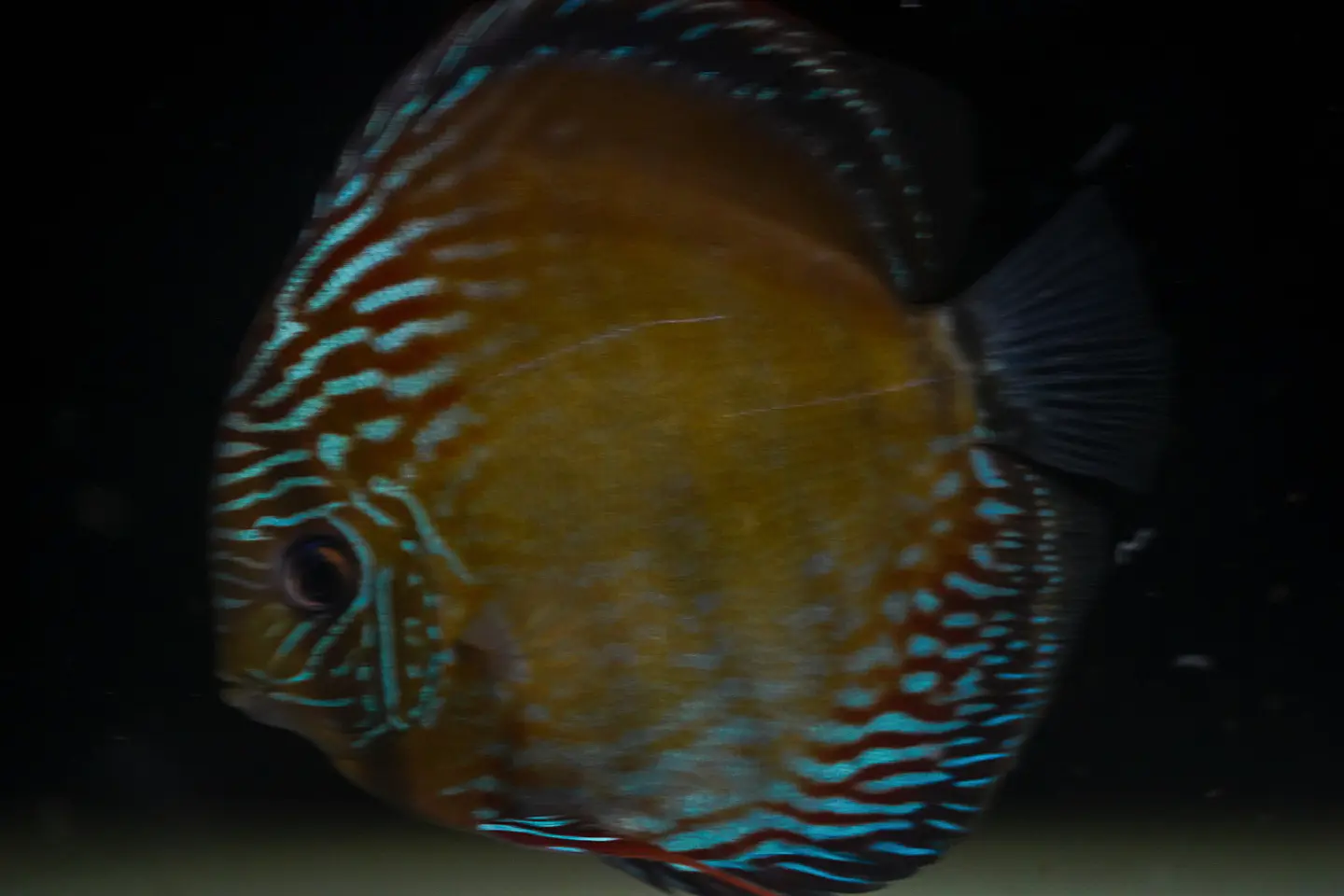 Iripixi Semi Royal 6