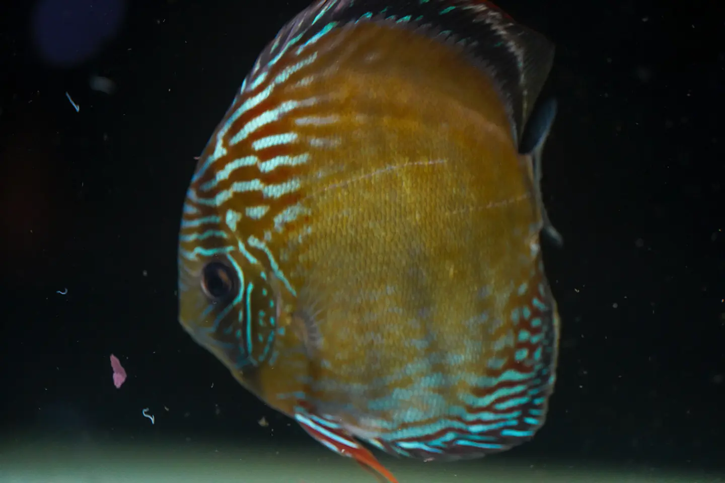 Iripixi Semi Royal 4